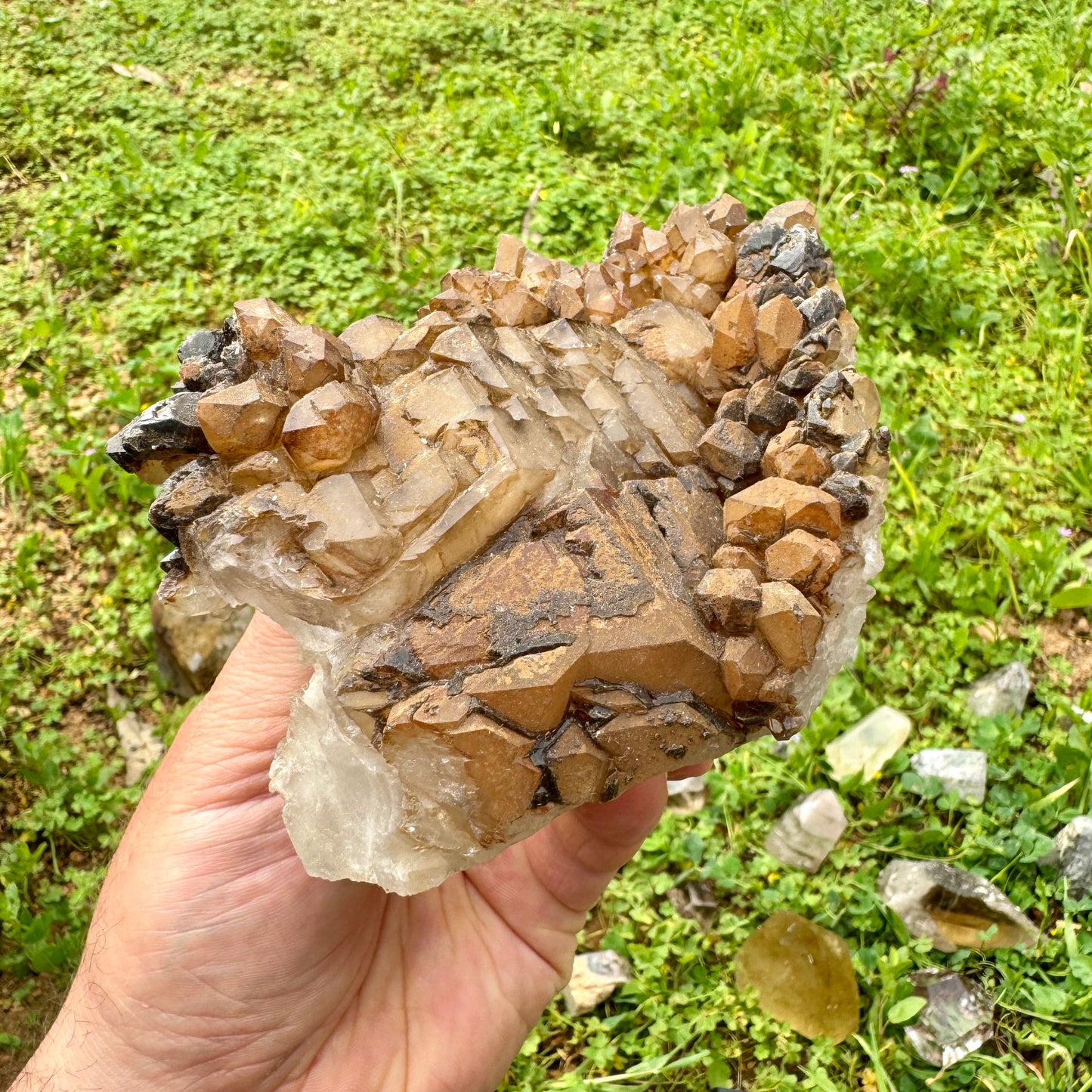 Elestial Master Quartz Skeletal Alligator