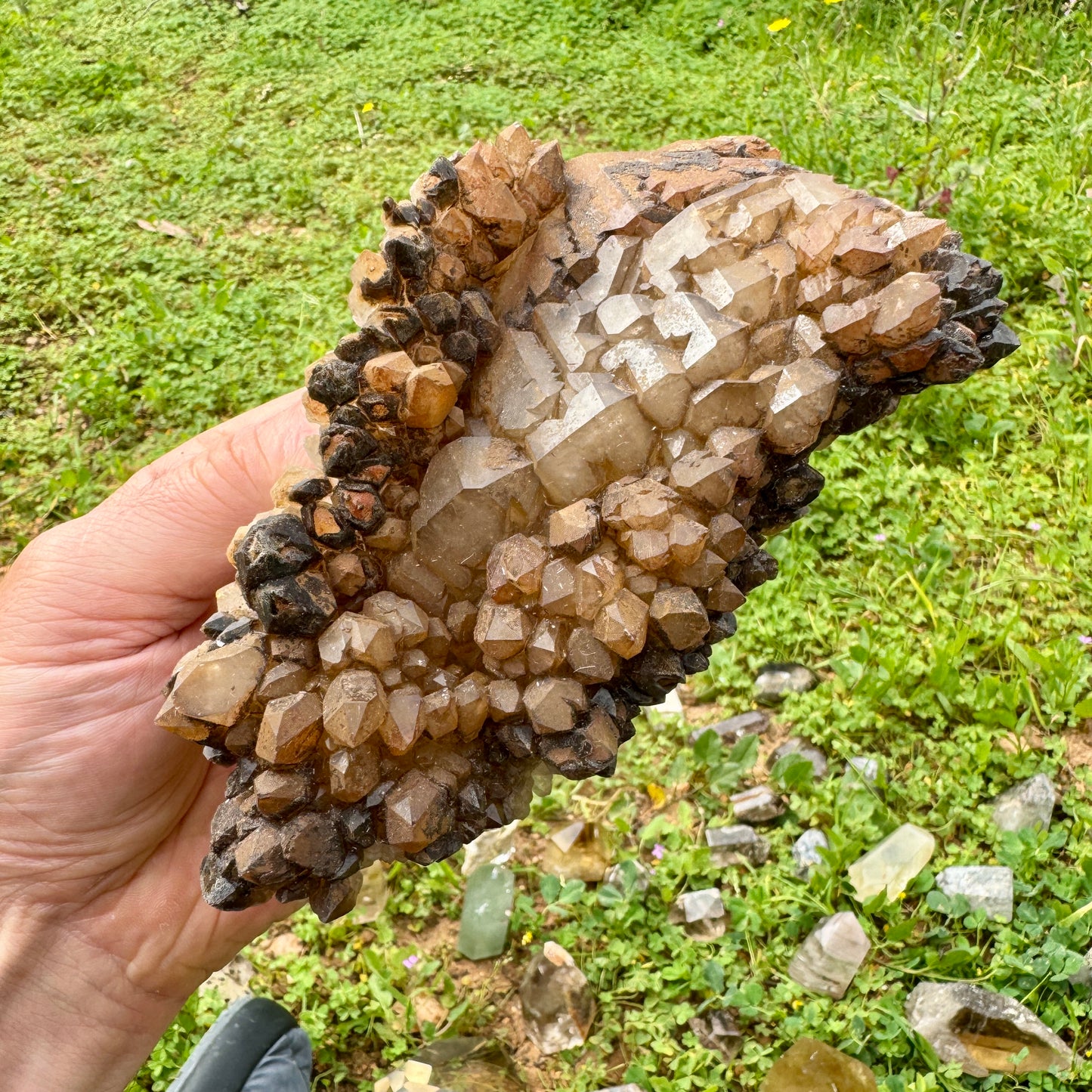 Elestial Master Quartz Skeletal Alligator