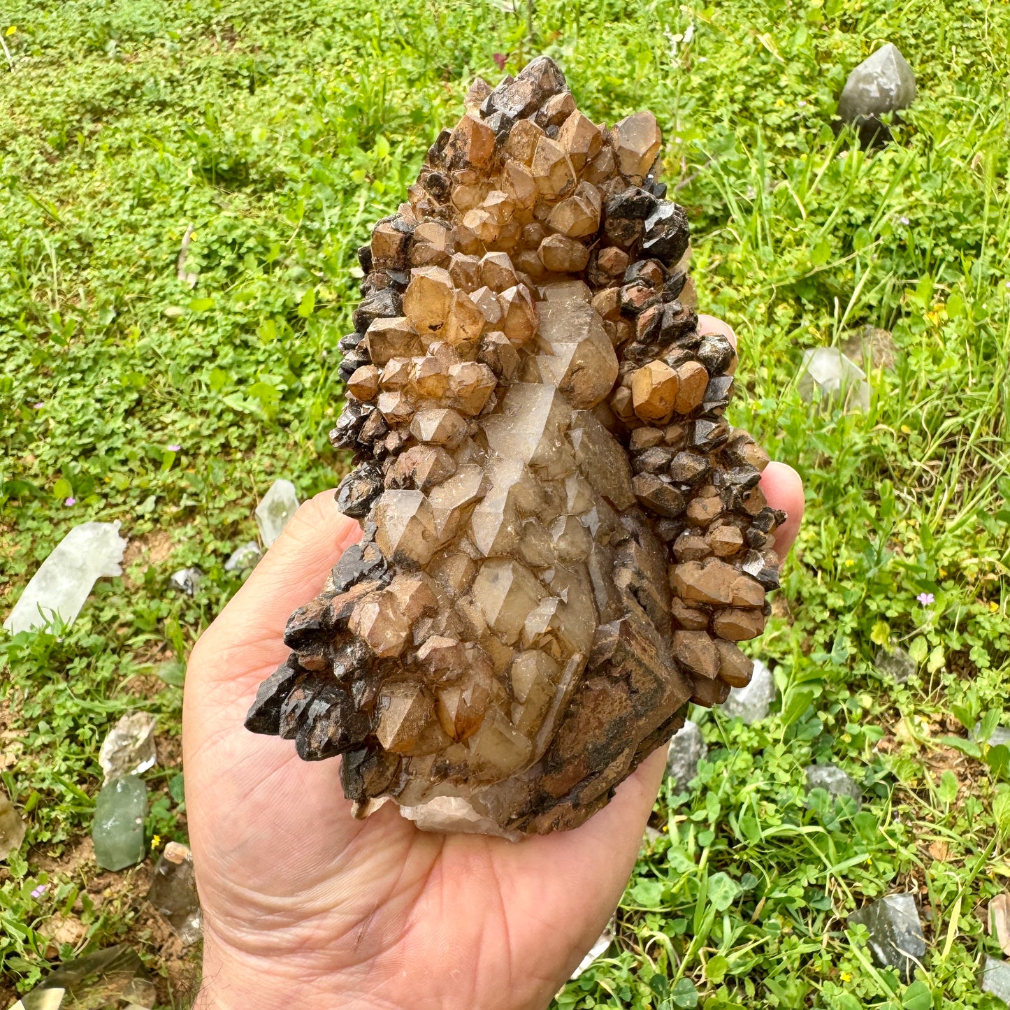 Elestial Master Quartz Skeletal Alligator