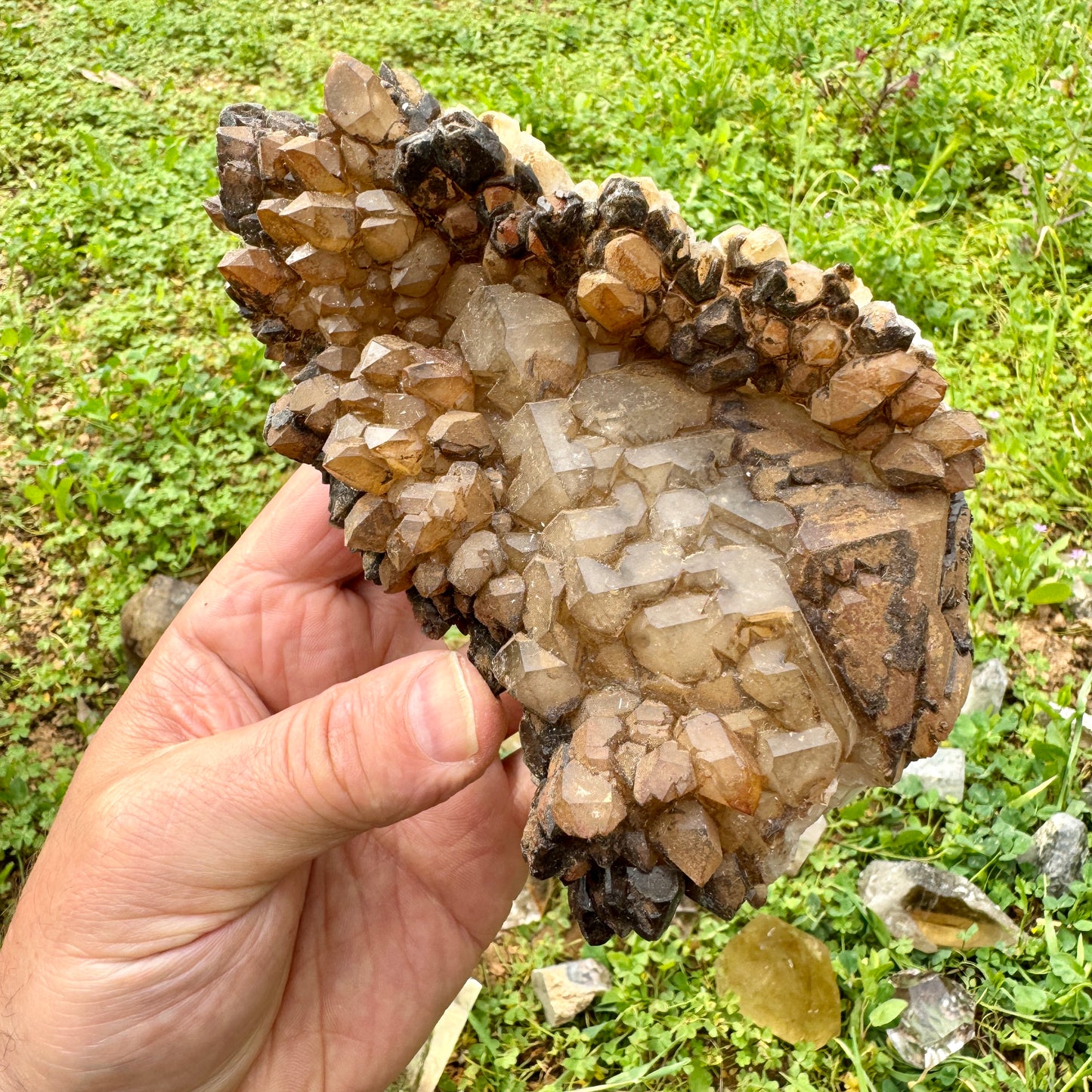 Elestial Master Quartz Skeletal Alligator