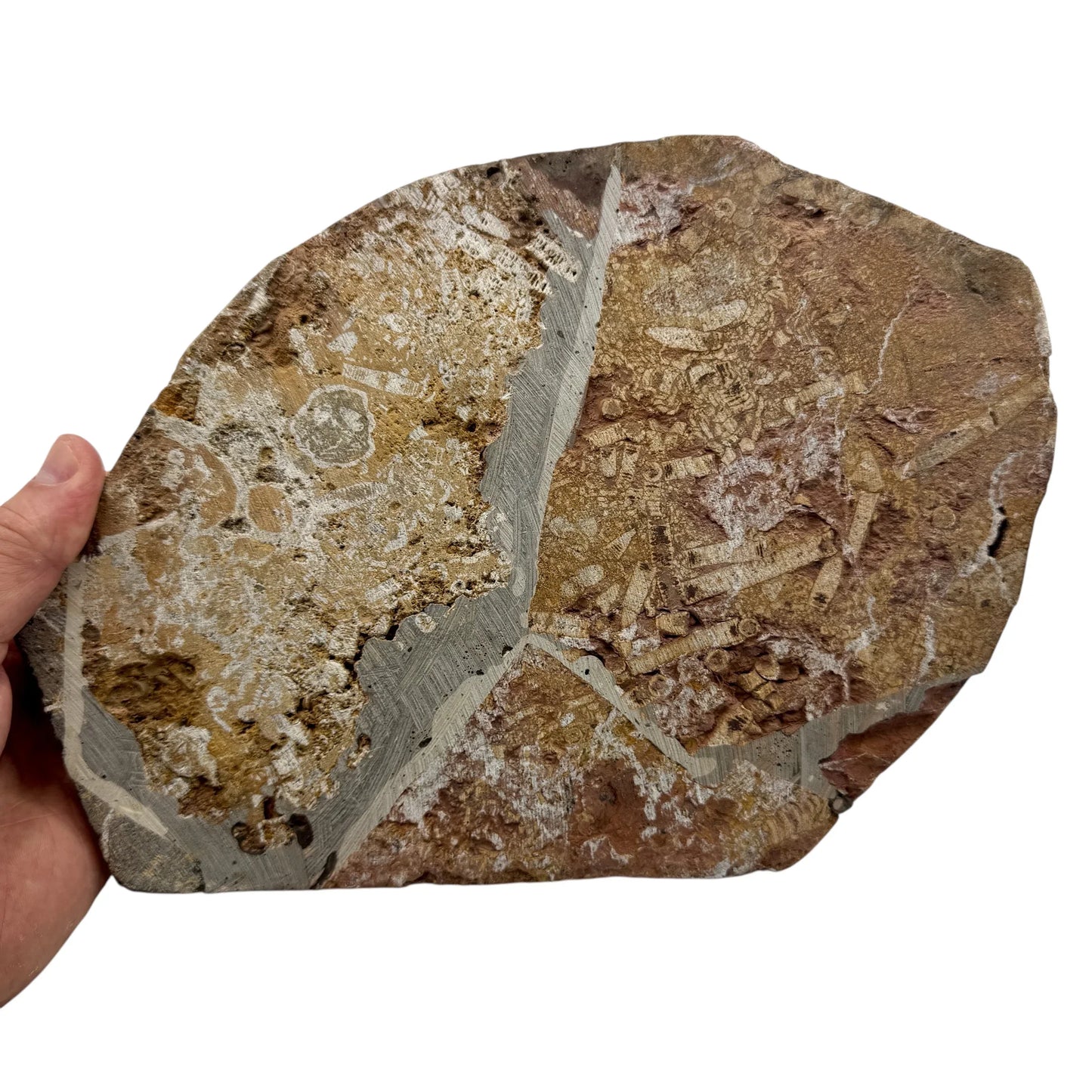 Scyphocrinus Crinoides fósil Munay Minerales Mallorca - MUNAY MINERALES MALLORCA