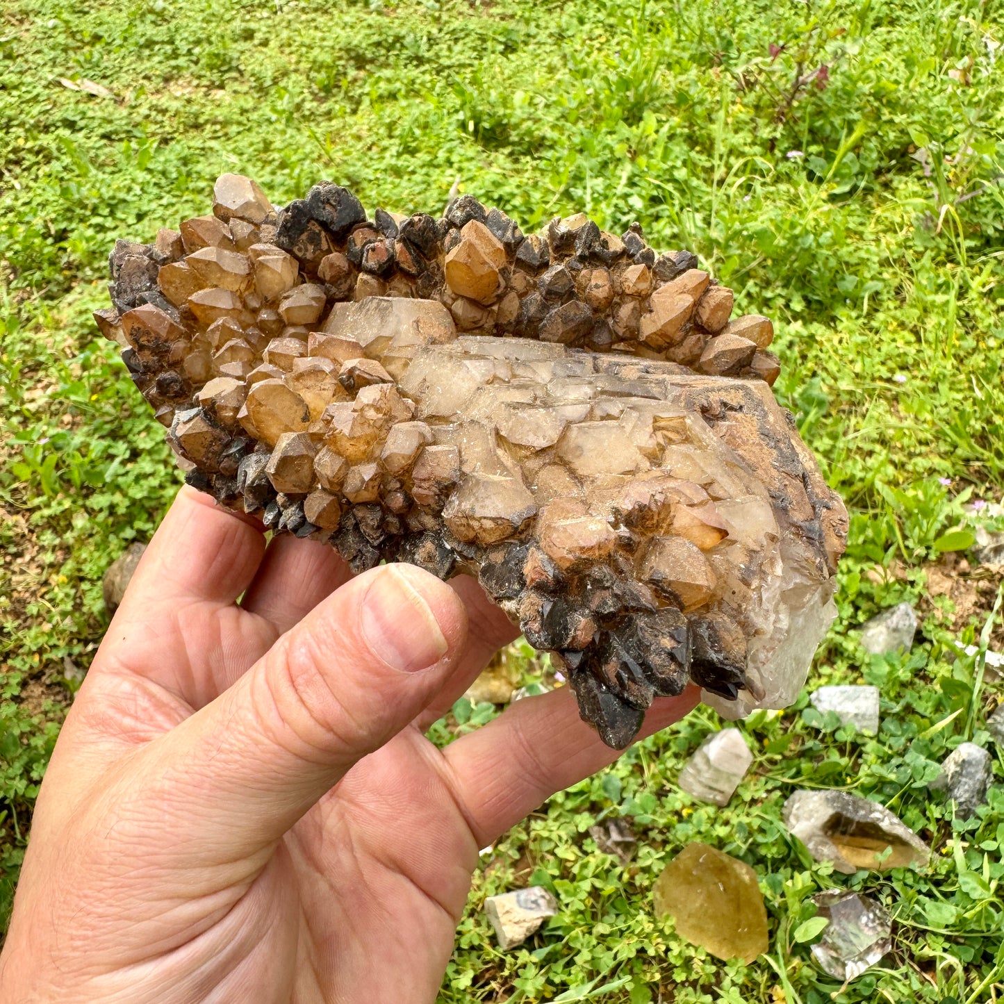Elestial Master Quartz Skeletal Alligator