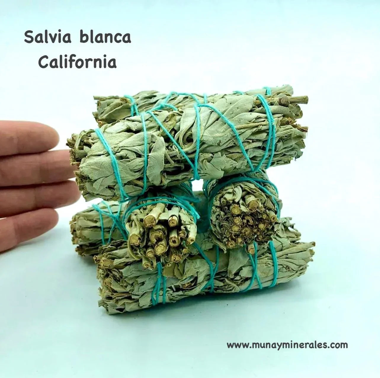 Salvia blanca de California lote de 22 de unidades - MUNAY MINERALES MALLORCA