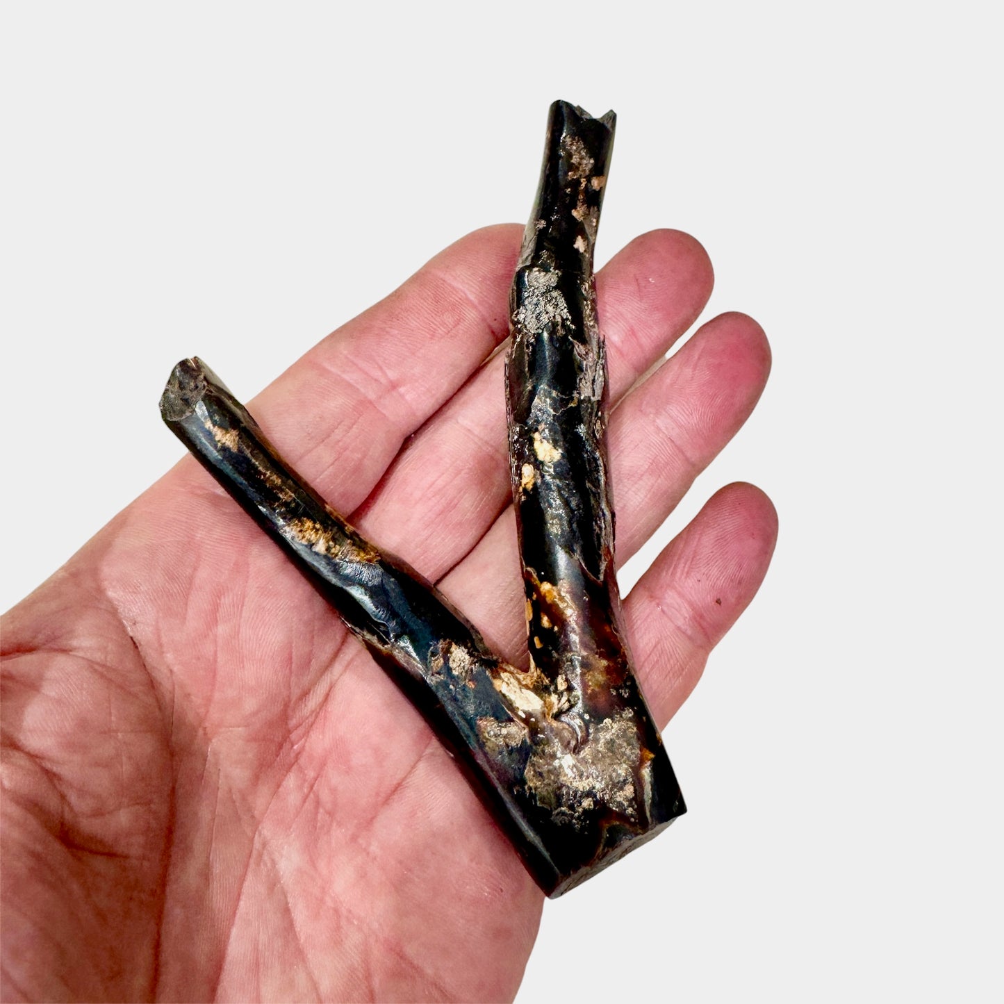 Coral negro