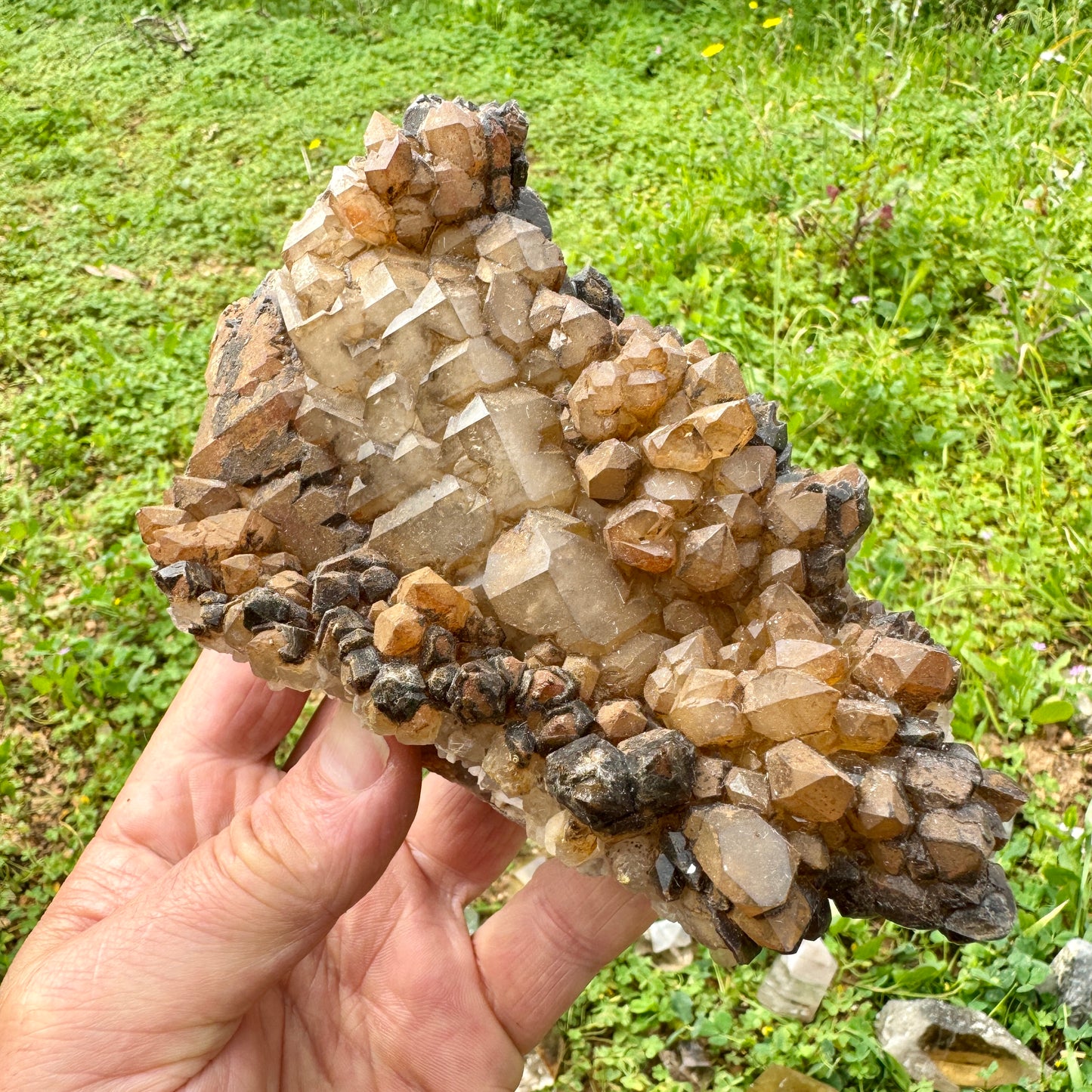 Elestial Master Quartz Skeletal Alligator