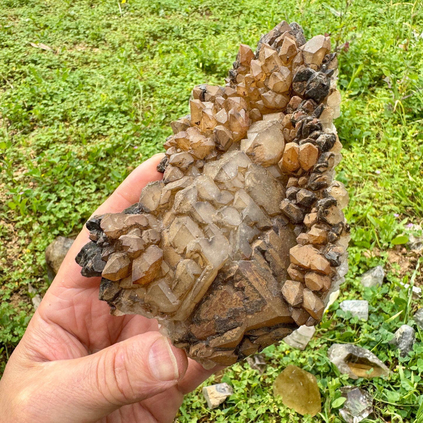 Elestial Master Quartz Skeletal Alligator