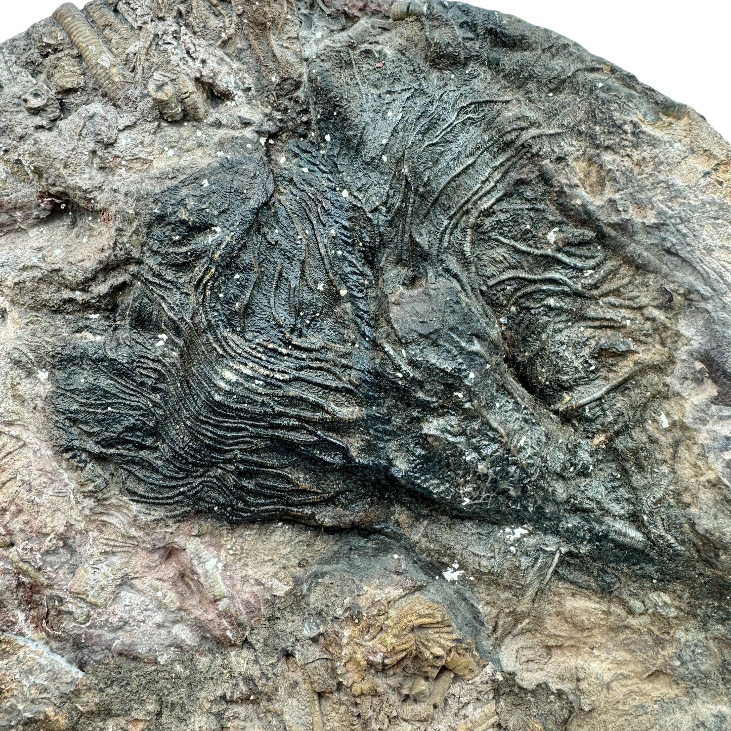 Scyphocrinus Crinoides fósil Munay Minerales Mallorca