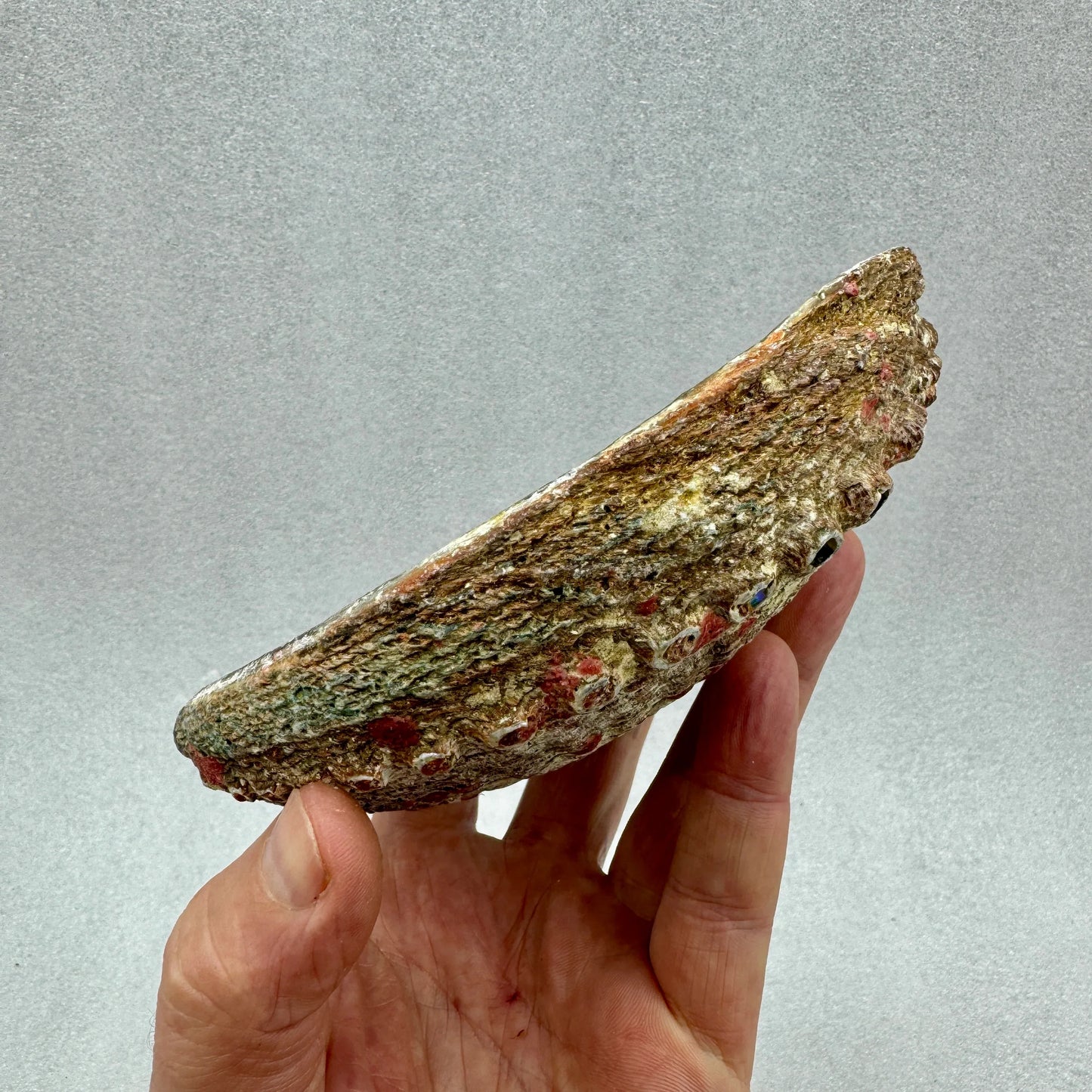Concha de Abulón Avalon - Munay Minerales Palma de Mallorca Spain 