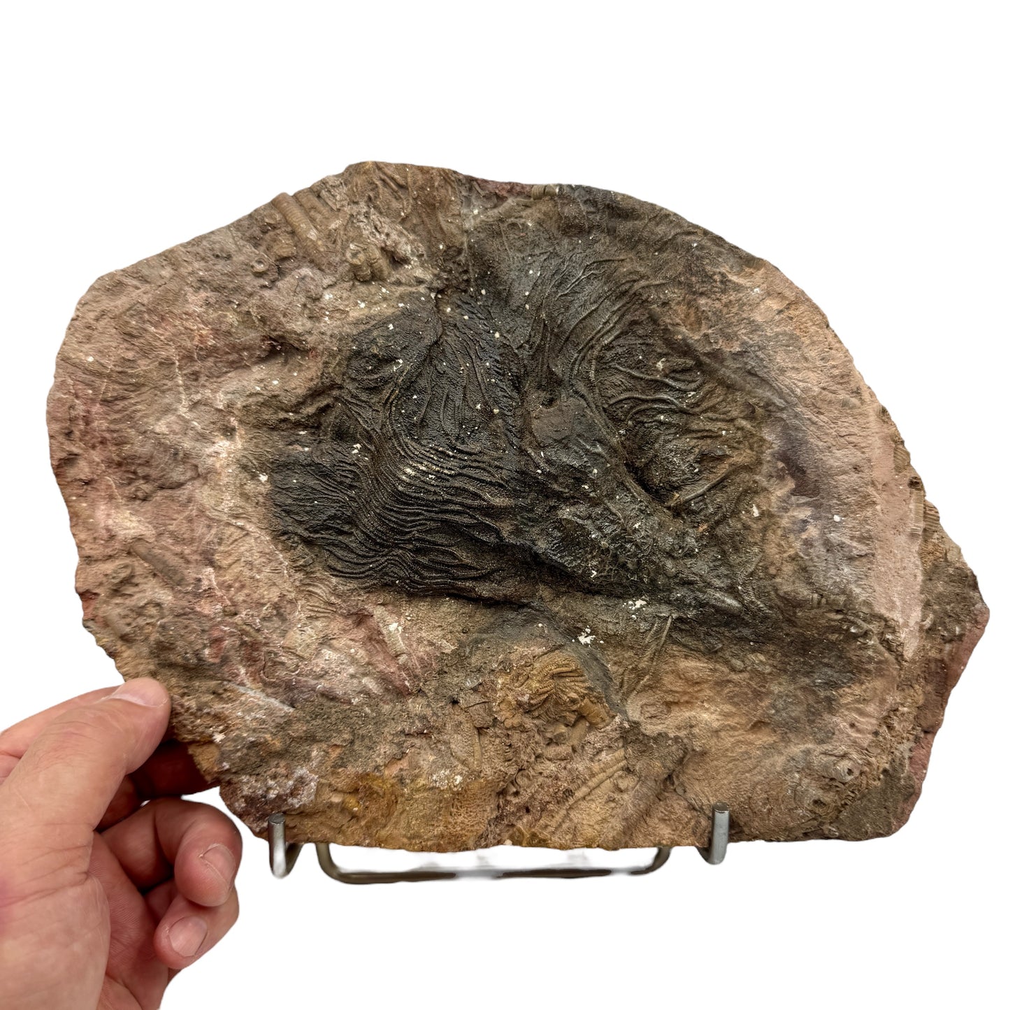 Scyphocrinus Crinoides fósil Munay Minerales Mallorca