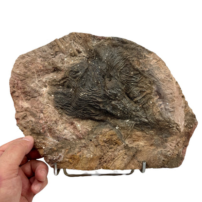 Scyphocrinus Crinoides fossil Munay Minerals Mallorca