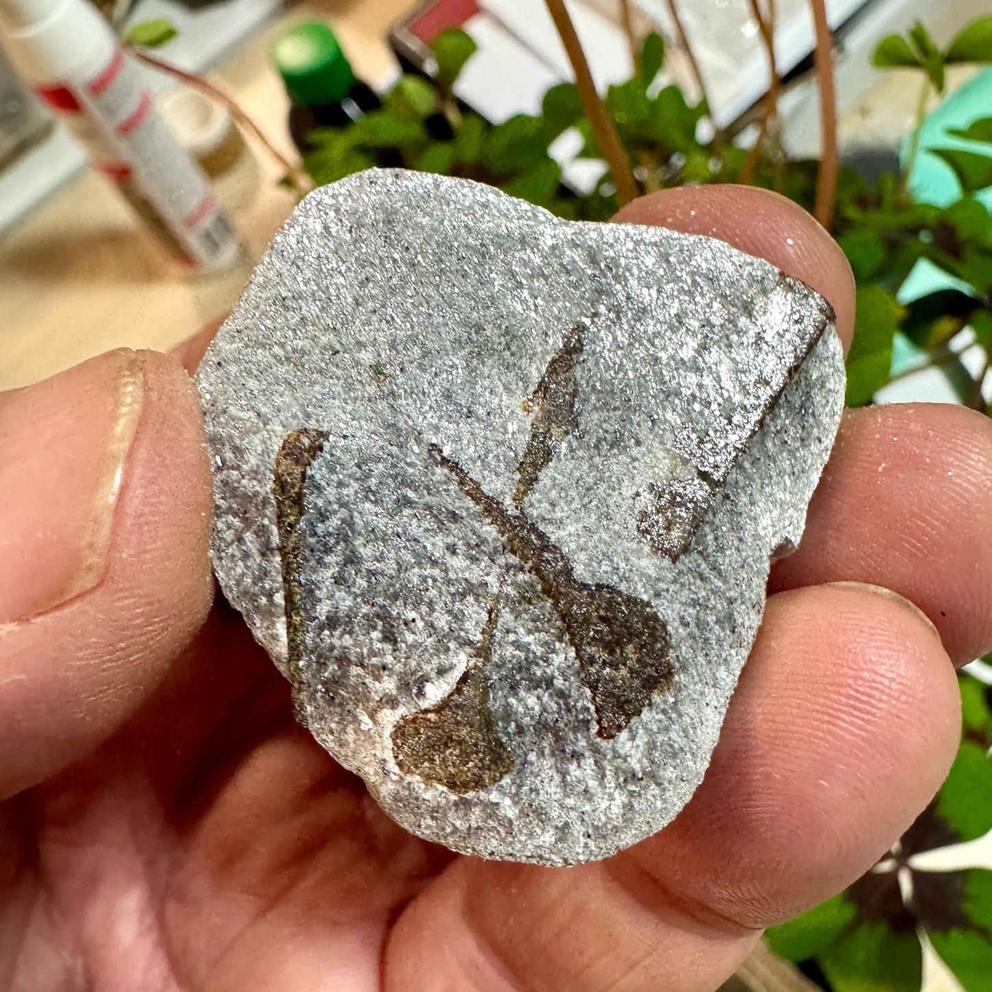 Estaurolita Cruz de Hada - MUNAY MINERALES MALLORCA