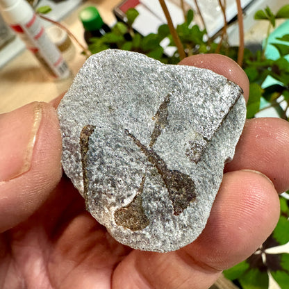 Estaurolita Cruz de Hada - MUNAY MINERALES MALLORCA