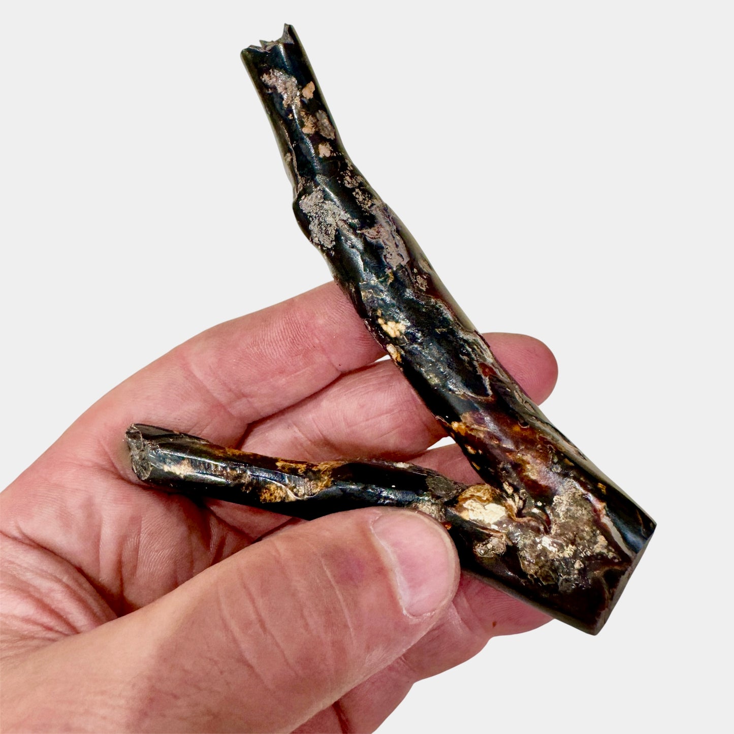 Coral negro