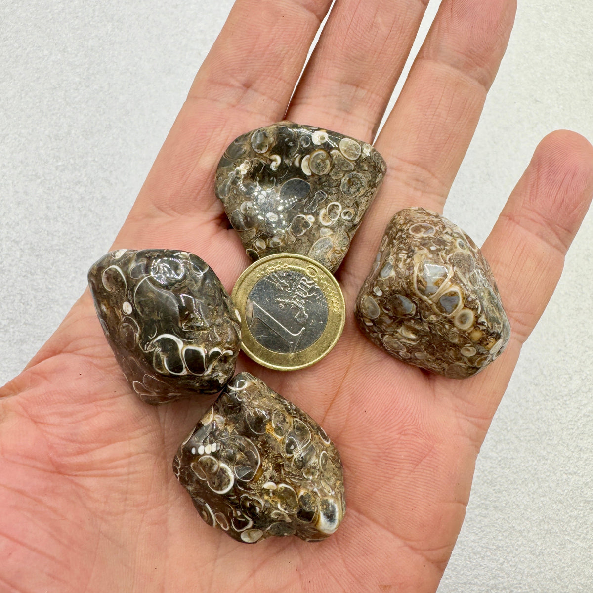 Jaspe turritella Munay Minerales Mallorca Munay Minerales Mallorca