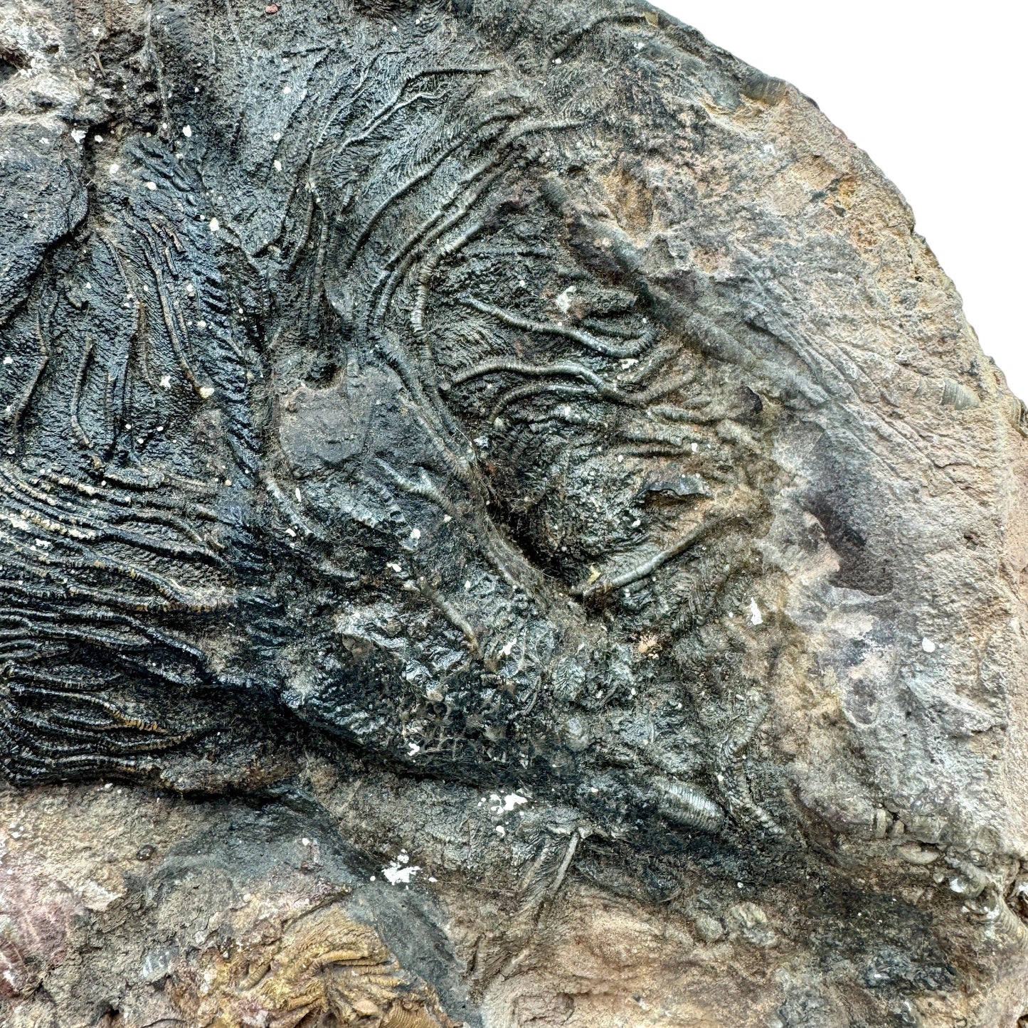Scyphocrinus Crinoides fósil Munay Minerales Mallorca