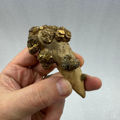 Pirita en grupo matriz Pakistán