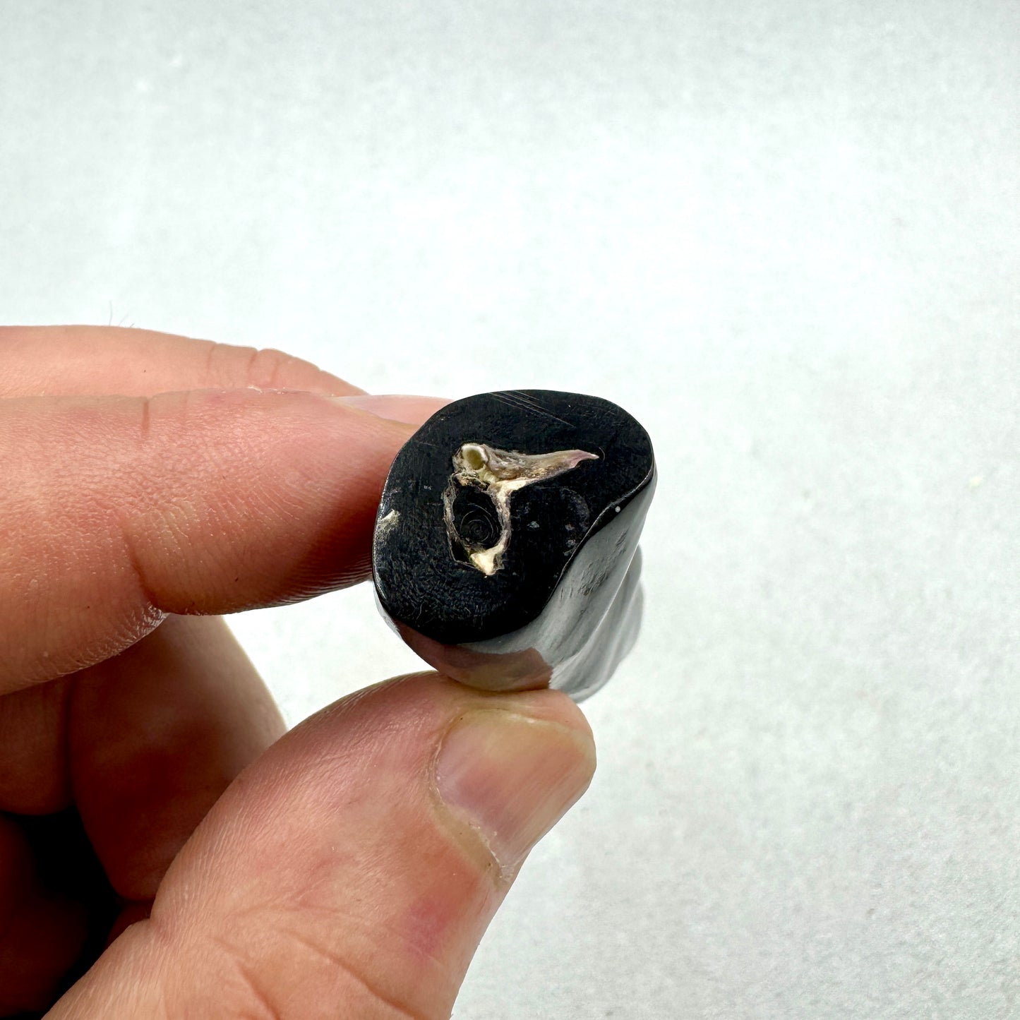 Coral negro Munay Minerales