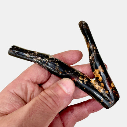 Coral negro
