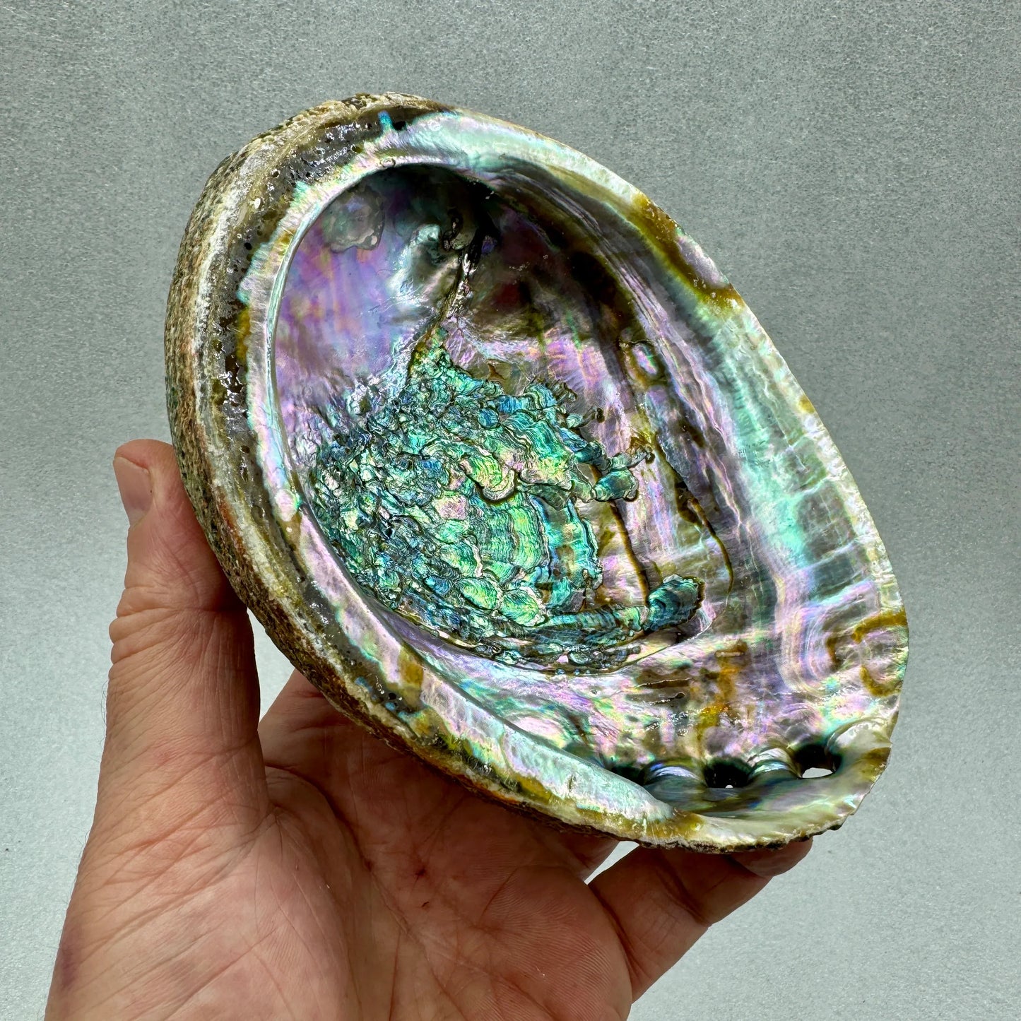 Concha de Abulón Avalon - Munay Minerales Palma de Mallorca Spain 