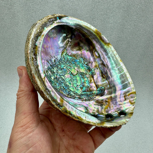 Concha de Abulón Avalon - Munay Minerales Palma de Mallorca Spain 