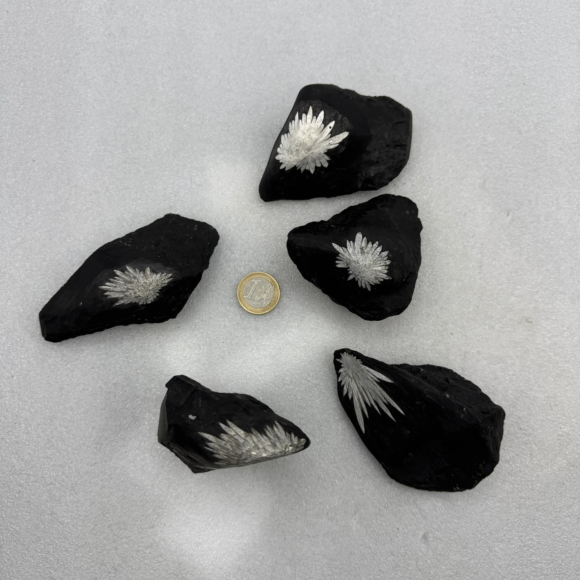 Crisantemo calcita pseudomórfica de celestina - MUNAY MINERALES MALLORCA