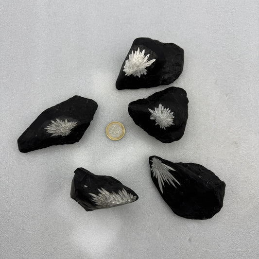Crisantemo calcita pseudomórfica de celestina - MUNAY MINERALES MALLORCA