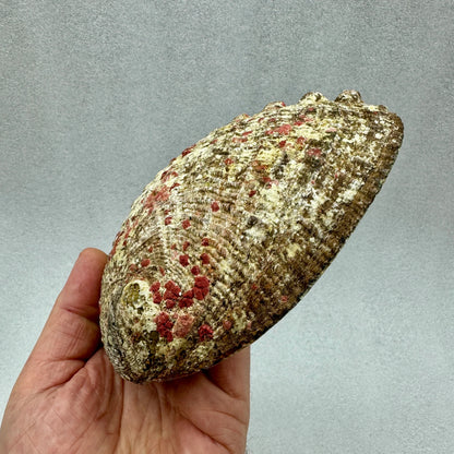 Concha de Abulón Avalon - Munay Minerales Palma de Mallorca Spain 