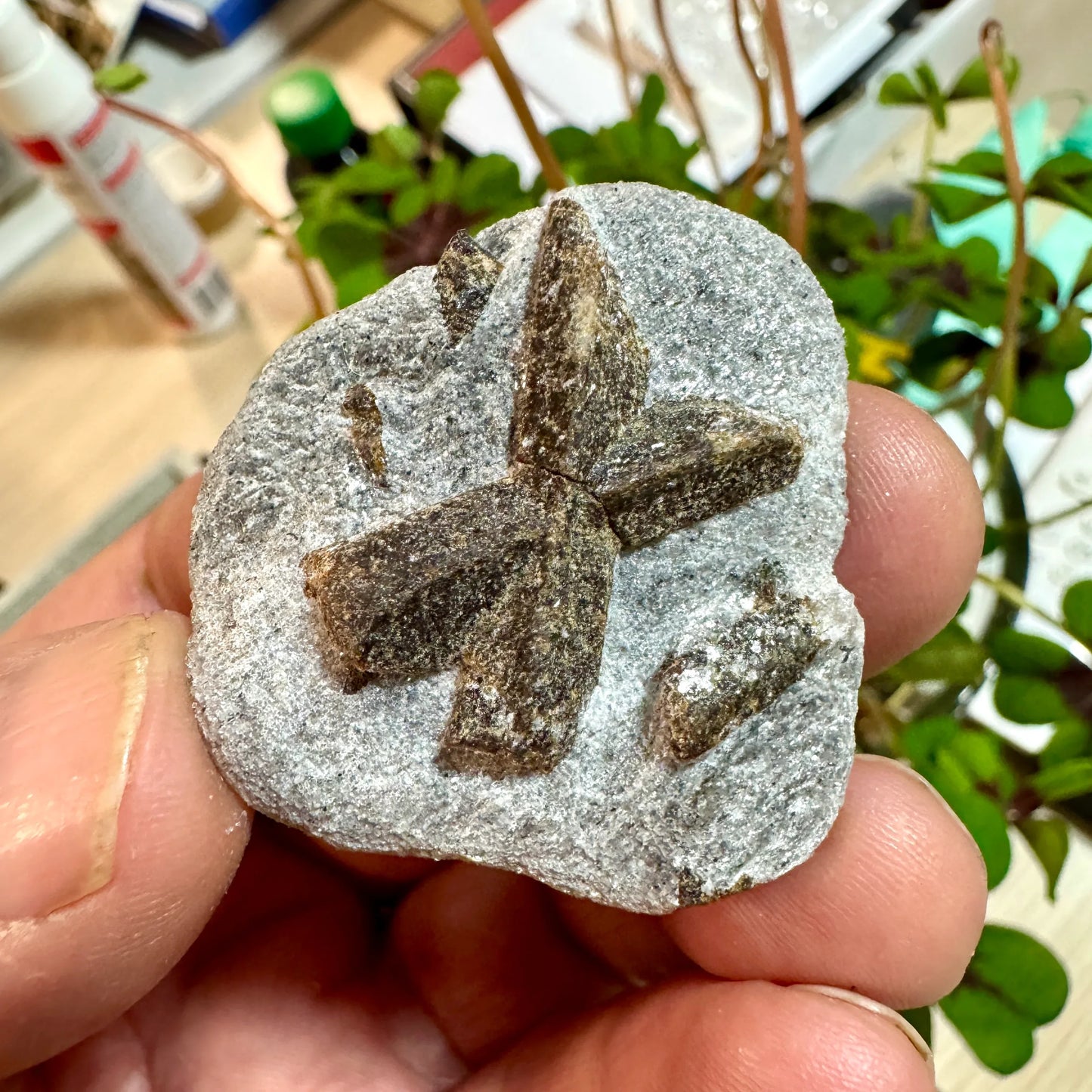 Estaurolita Cruz de Hada - MUNAY MINERALES MALLORCA