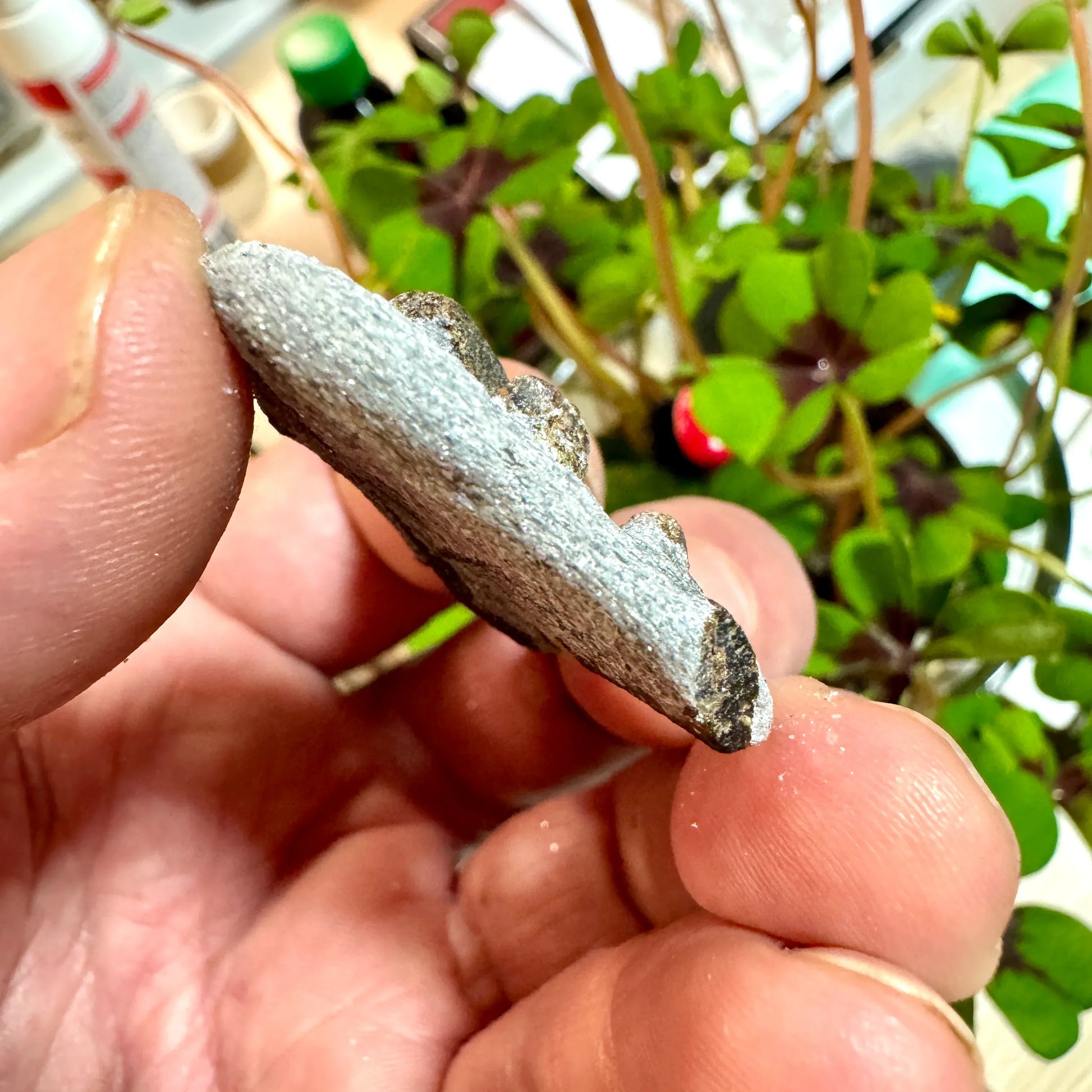 Estaurolita Cruz de Hada - MUNAY MINERALES MALLORCA