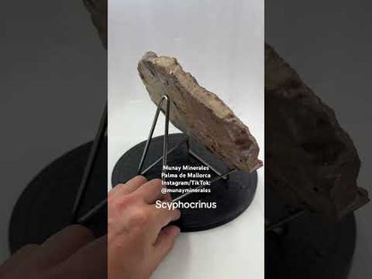 Scyphocrinus Crinoides fossil Munay Minerals Mallorca
