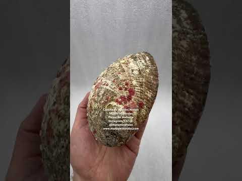Concha de Abulón Avalon - Munay Minerales Palma de Mallorca Spain 