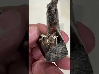 Coral negro